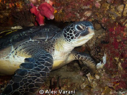 turle on Siladen by Alex Varani 